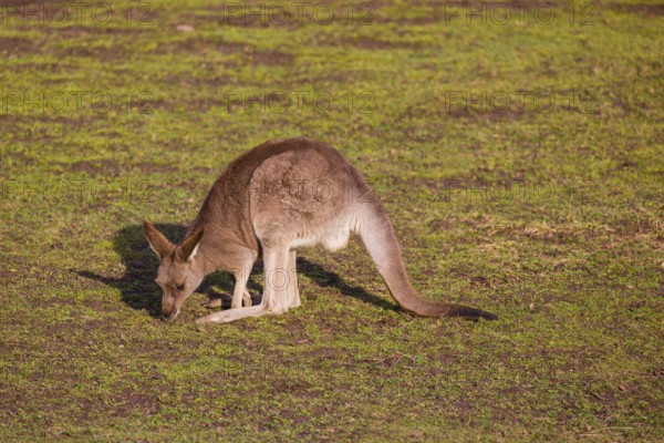 An Eastern Gray Kangaroo, Macropus giganteus, grazing in a meadow in the late light
