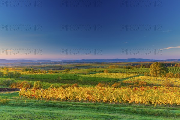 Vineyards near Langenlois, Lower Austria, Austria, Europe