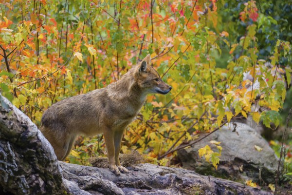 One golden jackal (Canis aureus) stands on a fallen tree trunk. Behind him is a tree in intense