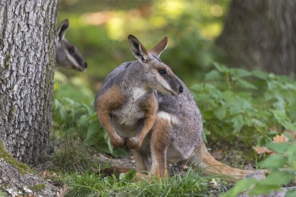 One yellow-footed rock-wallaby (Petrogale xanthopus), or ring-tailed wallaby sitting on grass