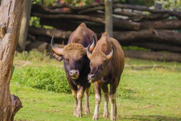 A male and a female Gaur (Bos gaurus gaurus) stand side by side on a green meadow