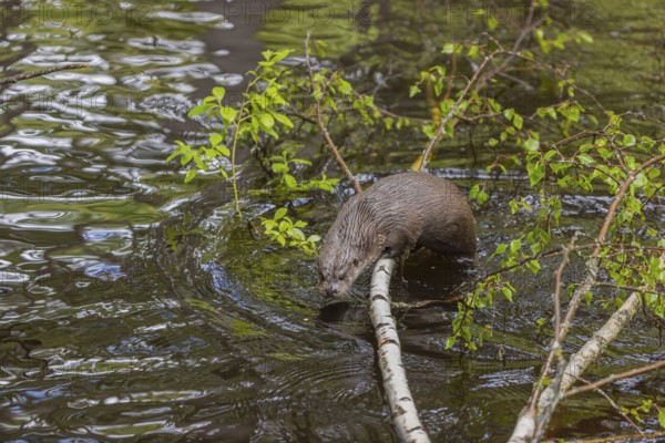 One Eurasian otter (Lutra lutra), jumping into the water from a birch tree branch lying in the