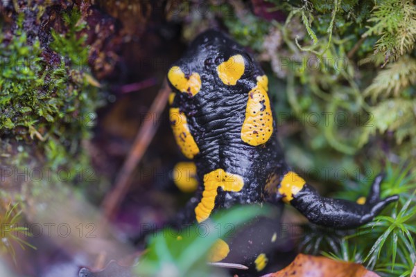 A fire salamander (Salamandra salamandra) walks across a mossy forest floor on a rainy day. The