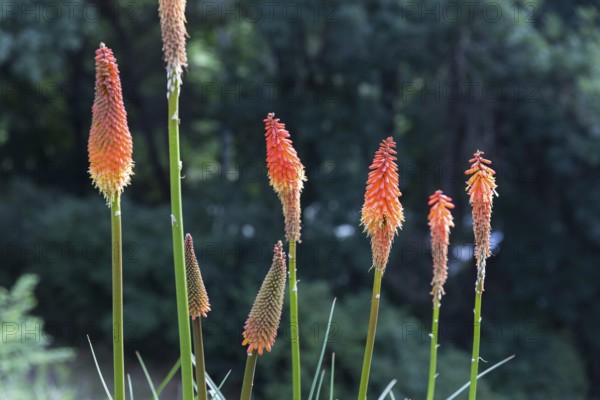 Torch lily (Kniphofia) in bloom, Saxony, Germany, Europe