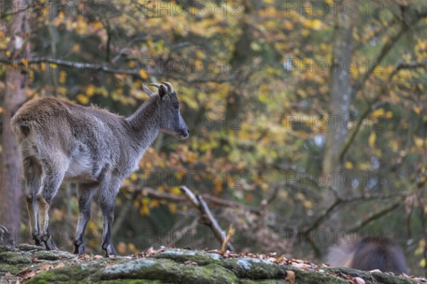 One female Himalayan Tahr (Hemitragus jemlahicus) standing in a forest. Green and yellow forest in