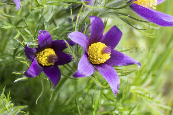 Pasque flower (Pulsatilla) in bloom, natural occurrence at the Wachtelberg nature reserve, Wurzen,