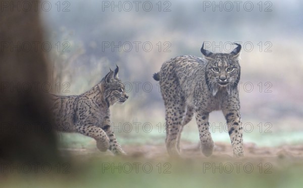 Young lynx (Lynx pardinus) running to its mother, female with young in the morning mist,
