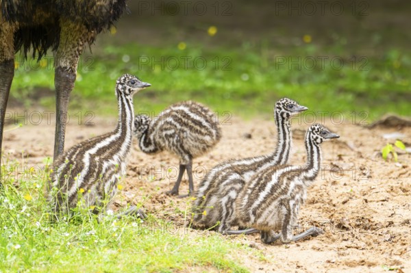 Emu (Dromaius novaehollandiae) youngsters on the ground, Bavaria, Germany, Europe