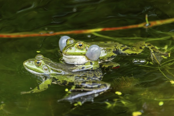 Edible frog (Pelophylax esculentus) in a little lake in the water, Bavaria, Germany, Europe
