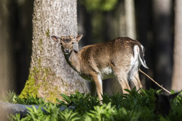 Fallow deer (Dama dama) buck, portrait, in a forest, Bavaria, Germany, Europe