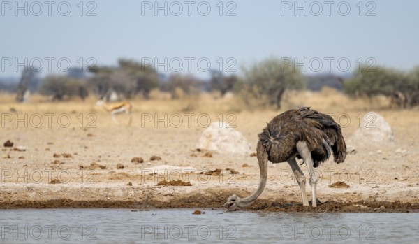 Common ostrich (Struthio camelus), adult female, drinking at a waterhole, Nxai Pan National Park,