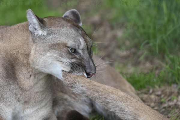 One male cougar, Puma concolor, playing with the tail of its female mate. Green vegetation in the