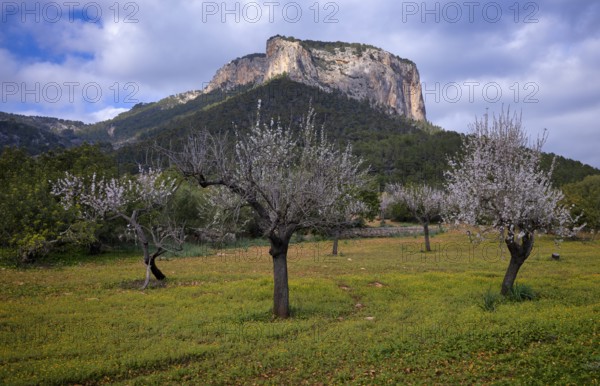 Almond blossom, almond trees, plantation, Tramuntana mountains behind, Serra de Tramuntana, Alaró,