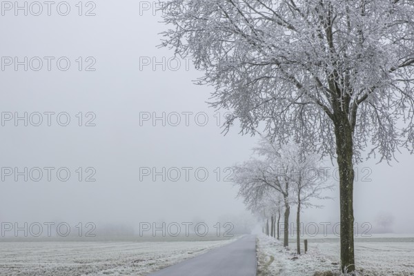 Winter day with fog and hoarfrost, elevation Schöppinger Berg, Schöppingen, Münsterland, North