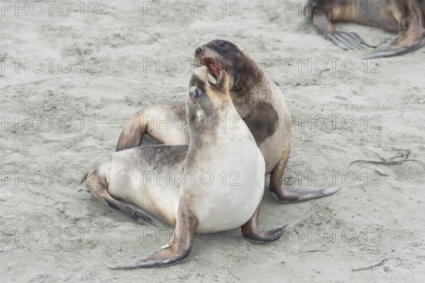 New Zealand Sea Lions (Phocarctos hookeri), Otago Region, South Island, New Zealand, Oceania