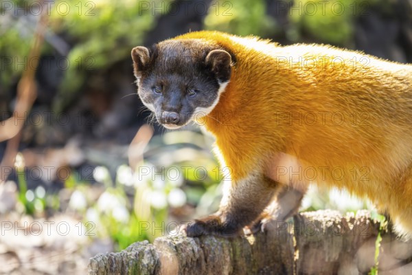 Yellow-throated marten (Martes flavigula) in a forest, captive, Germany, Europe