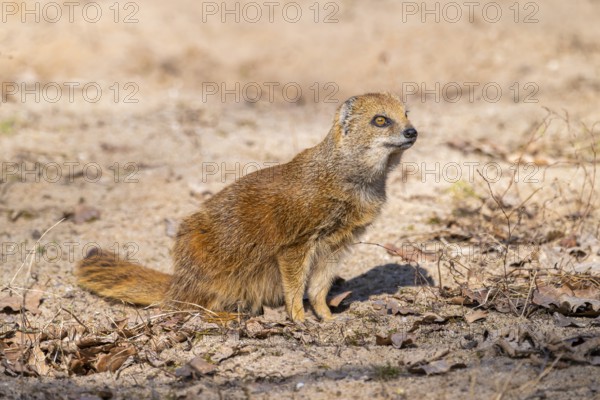 Yellow mongoose (Cynictis penicillata), in the dessert on a sunny day, captive