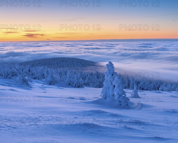 Morning atmosphere on the Brocken, view over snow-covered winter landscape with snow-covered spruce