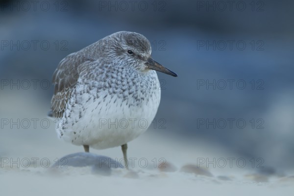 Red knot (Calidris canutus) adult wading bird in winter plumage on a coast shoreline, England,