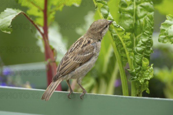 House sparrow (Passer domesticus) adult bird feeding on a garden Swiss chard vegetable plant,