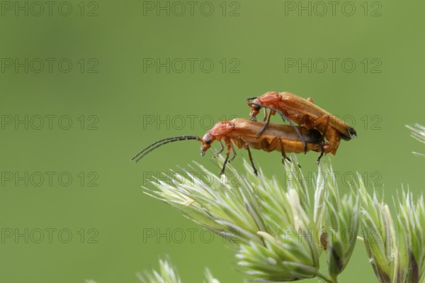 Common red soldier beetle (Rhagonycha fulva) two adult insects mating on a grass flower in summer,
