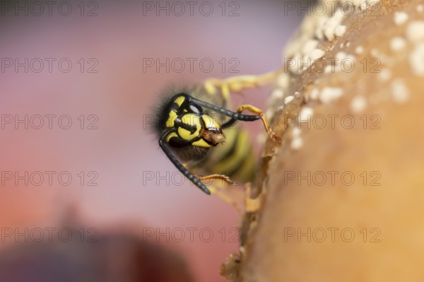 Common wasp (Vespula vulgaris) adult insect feeding on fallen fruit in a garden in summer, England,