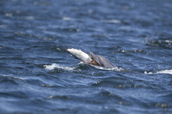 Common bottlenose dolphin (Tursiops truncatus) adult marine mammal eating a salmon fish on the