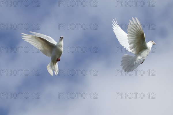 White or Release dove (Columba livia domestica) two adult birds flying, England, United Kingdom,
