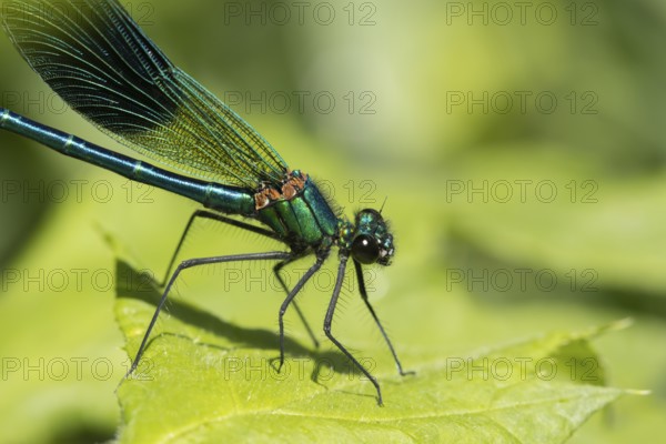 Banded demoiselle damselfly (Calopteryx splendens) adult male insect resting on a plant leaf in
