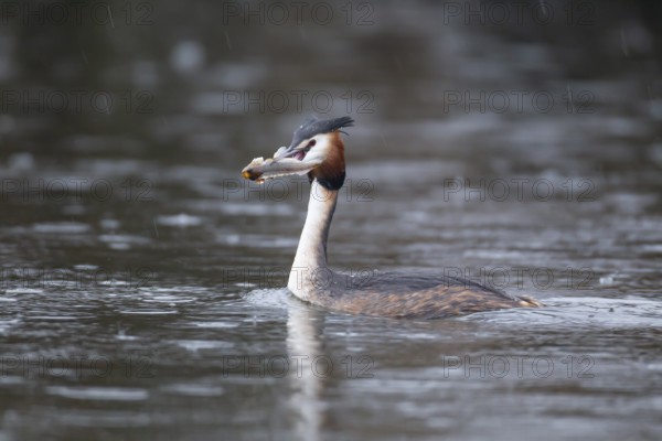 Great crested grebe (Podiceps cristatus) adult bird on a lake with a Bullhead fish in its beak,