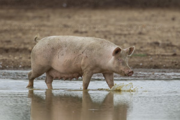 Domestic pig (Sus scrofa domesticus) adult farm animal walking in a puddle in a muddy field,