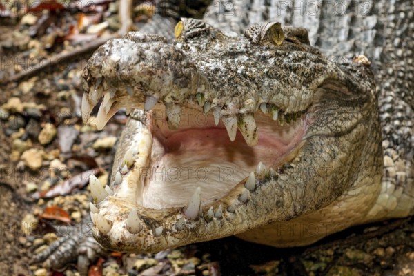 Close-up of the head of a saltwater crocodile (Crocodylus porosus), inguinal crocodile,