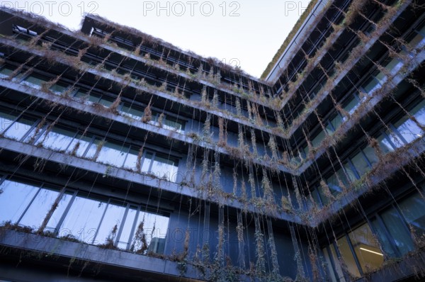 Climate-neutral façade greening on a new building, withered, dead, office building of CMS Hasche