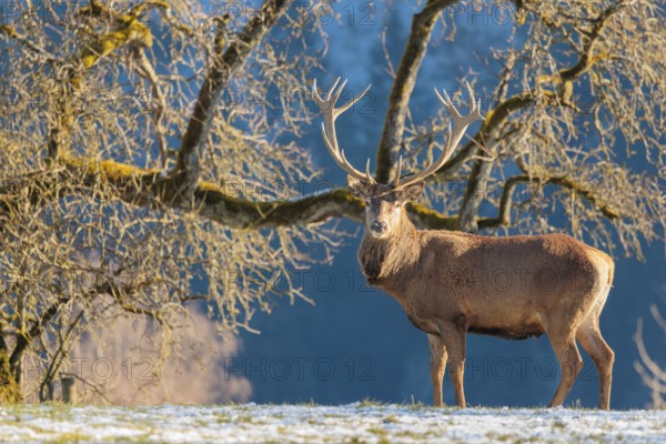 A red deer stag (Cervus elaphus) stands in the first light of day on a meadow covered in hoar frost