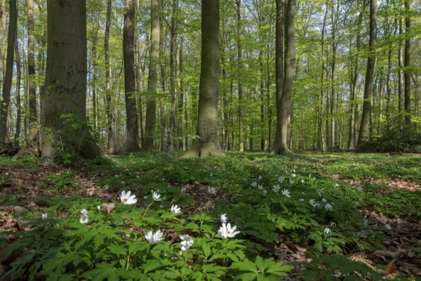 Beech forest in spring with wood anemones, Ahaus, Münsterland, North Rhine-Westphalia, Germany,