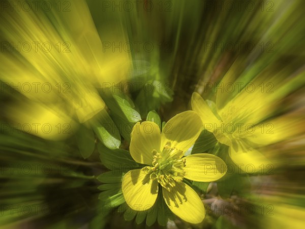 Winter aconite, winter aconite, lesser winter aconite, southern European winter aconite, knoble
