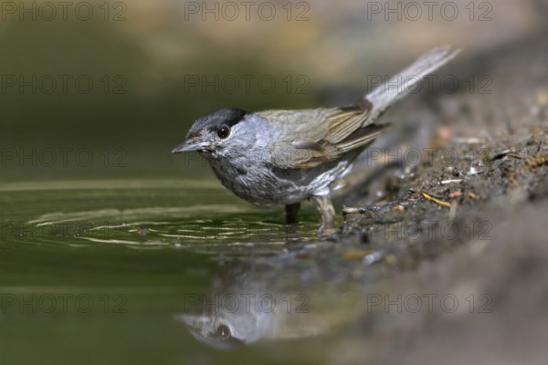 Eurasian blackcap (Sylvia atricapilla) male drinking water from pond, rivulet in spring