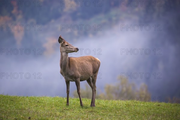 A red deer hind (Cervus elaphus) stands in a meadow on a foggy day