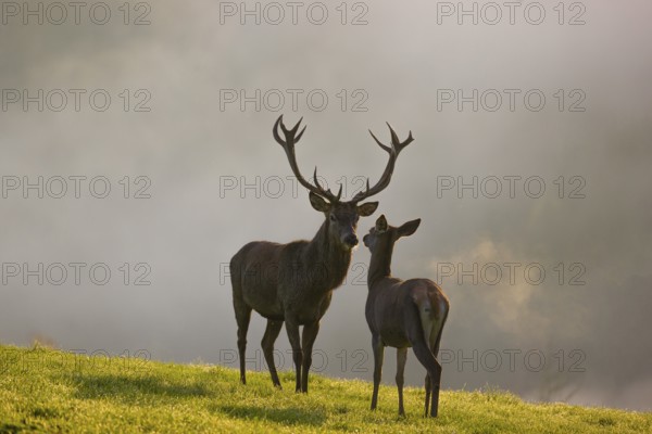 A red deer hind and a stag (Cervus elaphus) stand backlit on a meadow. Early morning light with a