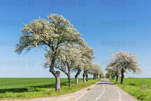 Avenue of blossoming fruit trees, narrow country road with cobblestones, blue sky, Burgenlandkreis,