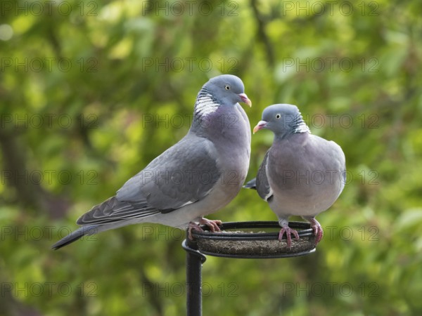 Wood Pigeon (Columba palumbus), adult birds, a pair perched on a bird feeding station, Hesse,