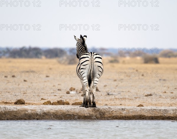 Steppe zebra (Equus quagga), zebra from behind at the waterhole, Nxai Pan National Park, Botswana,