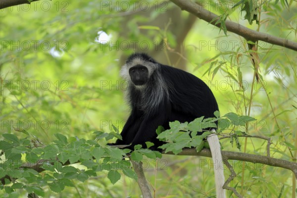 White-bearded snub-nosed monkey (Colobus polykomos), adult, sitting, on tree, foraging, alert