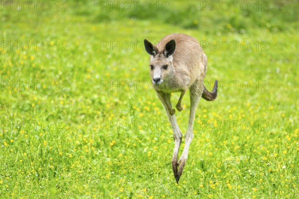 Eastern grey kangaroo (Macropus giganteus) on a meadow, Bavaria, Germany, Europe