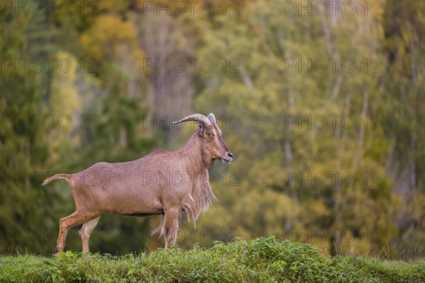 One Barbary sheep (Ammotragus lervia) stands on green hilly ground. A forest is in the background