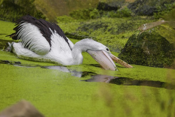 An Australian pelican (Pelecanus conspicillatus) swims in a duckweed-covered pond and fishes for