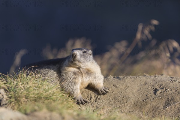 One adult Alpine Marmot, Marmota marmota, resting on a rim of a soil, observing his surrounding