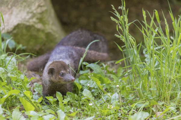 One Common cusimanse, Crossarchus obscurus, walking thru lush tall grass. Some rocks in the