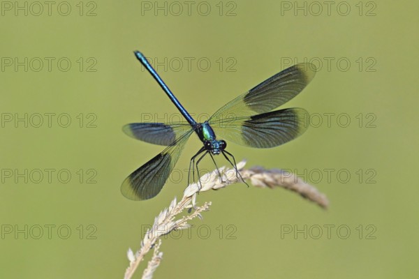 Banded demoiselle (Calopteryx splendens), male approaching a blade of grass, Switzerland, Europe