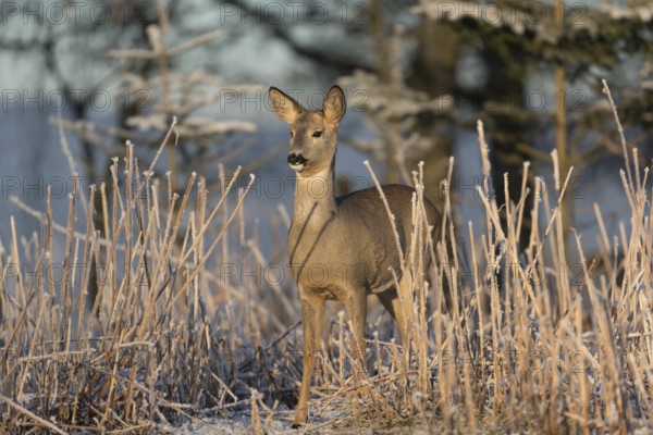 Roe deer standing in hoar frosted dead stinging nettle at minus 15 °C at sunrise. Trees and dead